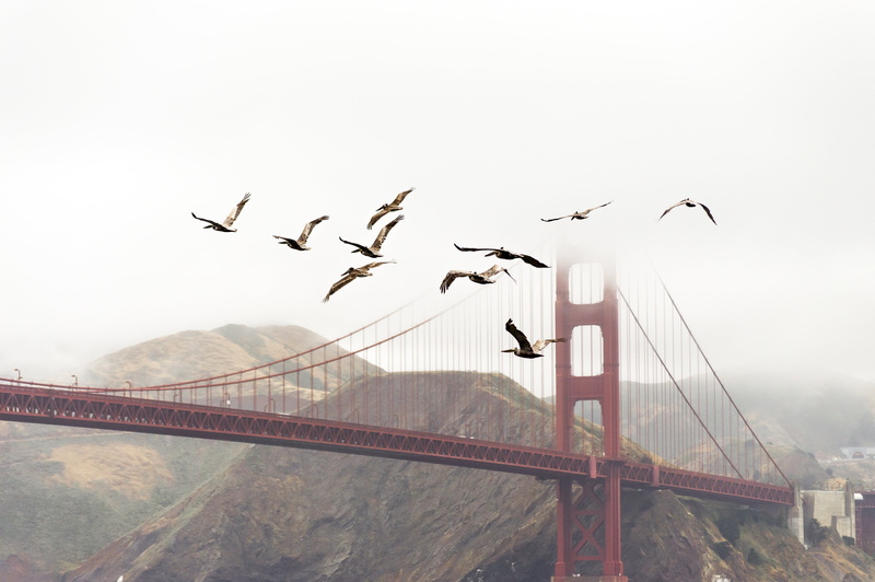 large group of animals, mountains, sky, connection, cable, built structure, travel destinations, seagull, travel, birds, flying, near, golden gate bridge