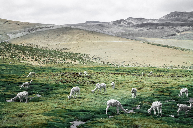 scenics - nature, grass, Llama, environment, animal wildlife, livestock, photos, grazing, tranquility, pasture, animal themes, meadow, group Of Animals