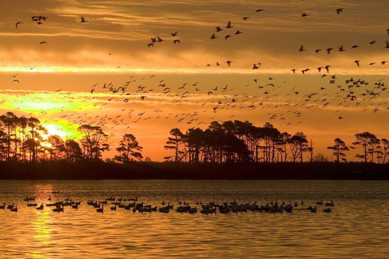 animal wildlife, surrounded, silhouettes, water, nature, silhouette, flying, trees, scene, reflections, chincoteague, beauty in nature, sky, wildlife refuge