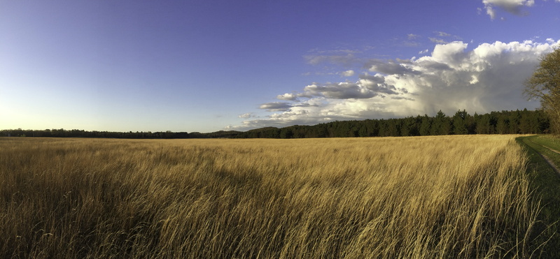 Quincy, nature, meadow, tranquil scene, Wisconsin, cloud - Sky, plant, wheat, tree, beauty In Nature, long, horizon Over Land, land, environment, scenics - nature