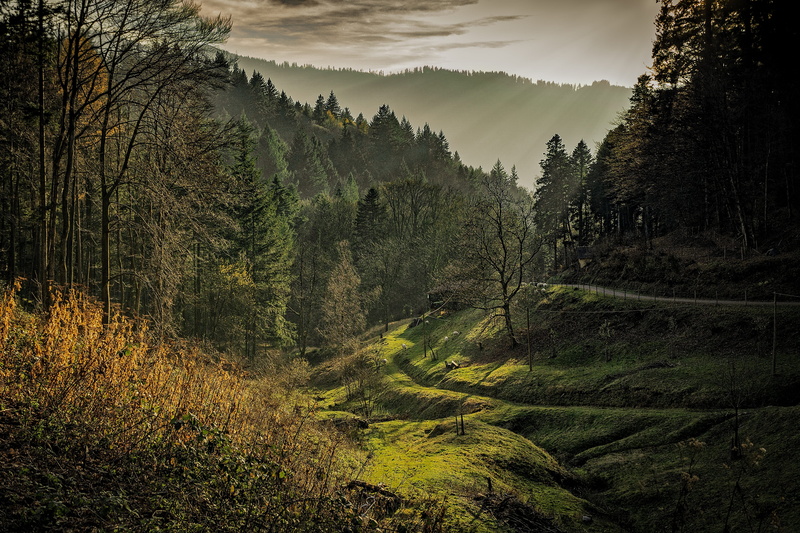 landscape, no People, morning, green Color, 4K, nature, scenics, land, Black Forest, sky, non-Urban Scene, plant, beauty In Nature, woodland, autumn, black