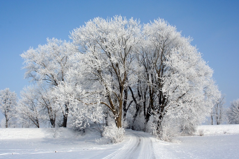 ice, white, photo, forest, plant, cold, day, scenics - nature, cold temperature, winter forest, cold - Temperature, snow, tree, pathway, frozen, no people