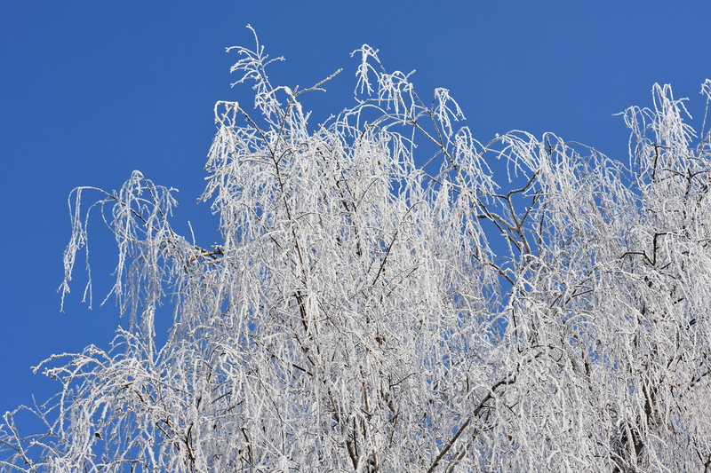 nature, low angle view, no people, winter time, pine tree, snow, day, outdoors, cold temperature, tranquility, ice, white color, sky, winter, crown, frost