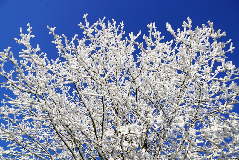 branch, outdoors, cold temperature, springtime, tree, sky, flower, winter photo, beauty in nature, freshness, ice, crown, 8K, pine tree, aesthetic, cold