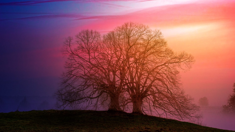 mood, hill, no people, nature, purple, crown, 5K, evening sky, tree, dawn, landscape, snow, fog, abendstimmung, aesthetic, plant, sky, silhouette, scenics - nature