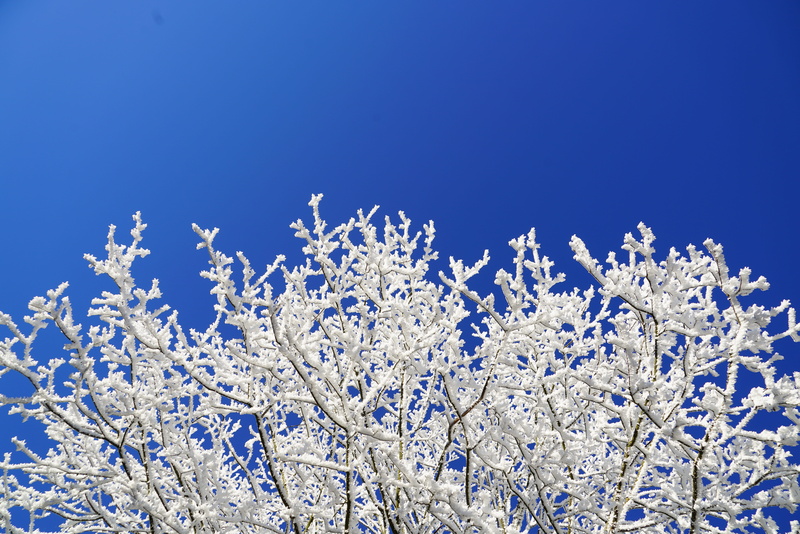plants, winter photography, blue, sky, nature, fragility, white color, bright, clear sky, eiskristalle, winter photo, cold temperature, frozen, winteraufnahme