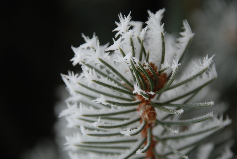wood, fir tree, gray, pinaceae, pasture, landscape, frosty, winter, christmas, focus on foreground, 4K, crown, gardening, evergreen tree, tree, cold, snow