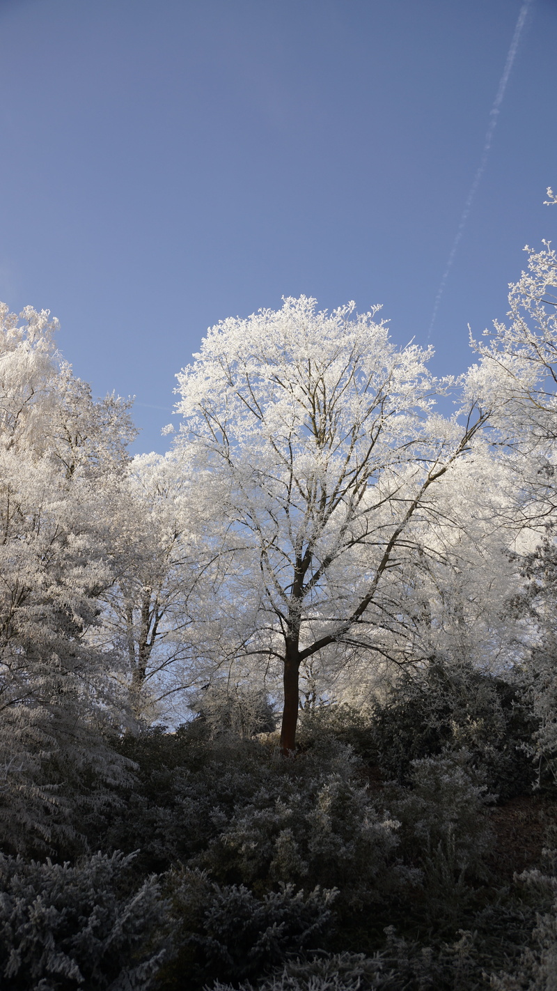 nature, tranquil scene, white, outdoors, tree, crystal, frost, cold temperature, isolated, land, dormant, branch, treetop, non-urban scene, bare tree, plant