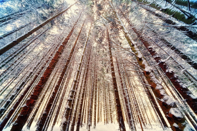 spruce, angle, crown, day, the way forward, outdoors, tree, nature, 4K, no people, land, transportation, bare, low, blue, full frame, wide angle, winter