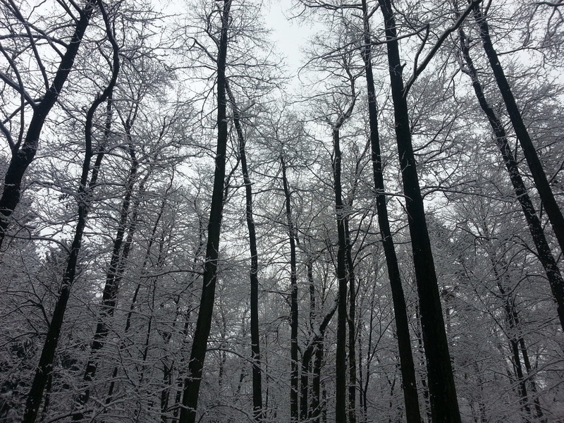 scenics - nature, beauty in nature, bamboo - plant, nature, ice, trees, trunk, crown, winter, low angle view, coniferous tree, iced, tranquil scene, snow