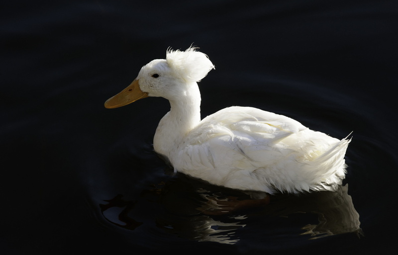 animals in the wild, looking, nature, beak, animal themes, swimming, waterfront, animal wildlife, mallard, fowl, outdoors, black background, wild, 4K