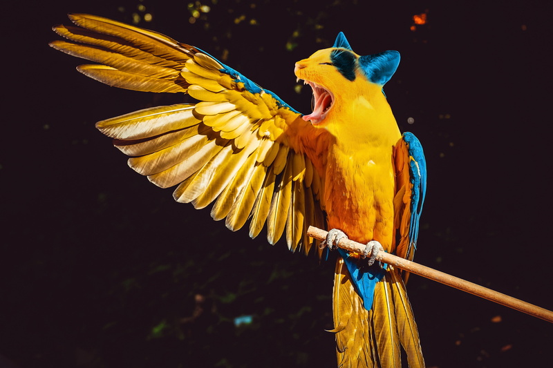 vertebrate, manipulation, parrot, flowering plant, animals in the wild, changing, kitty, bird, plant, animal wildlife, genetic, jungle, studio shot, nature