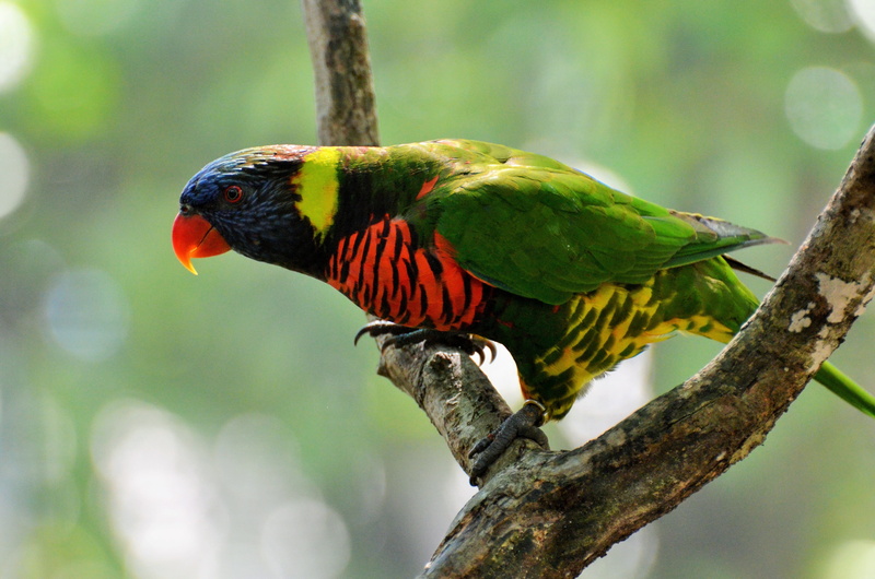 animals in the wild, focus on foreground, no people, full length, parakeet corrugated, genetic mutation, green color, animal, day, 4K, one animal, multi colored