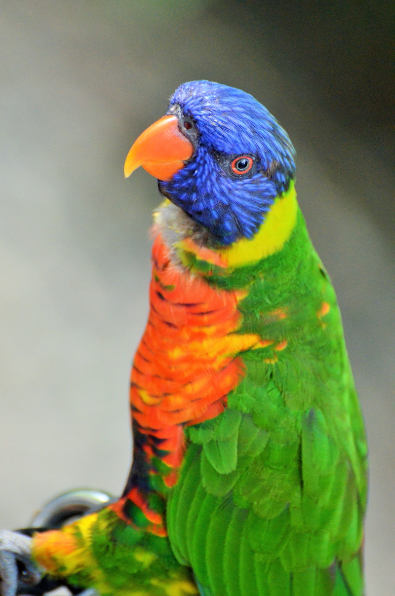 green, yellow, outdoors, animal wildlife, multi colored, animals, eastern rosella, no people, parrot, blue, perching, day, parakeet corrugated, close-up