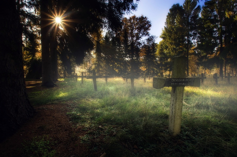 tranquility, cross, 1080P, sun, non-urban scene, tree trunk, land, lens flare, woodland, growth, no people, beauty in nature, sky, grass, plant, tree