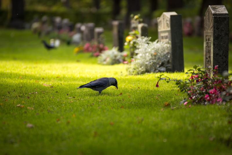4K, selective focus, graveyards, animals in the wild, animal themes, animals, depth of field, green color, grass, flowering plant, nature, no people, plant