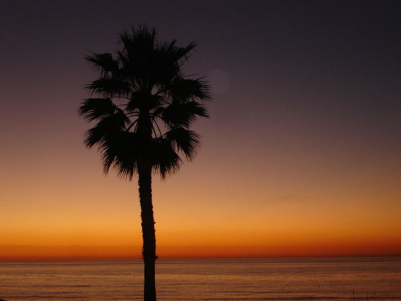 palm, 2K, sea, golden hour, summer, nature, hour, beach, golden, palm tree, silhouette, orange, tree, sunset