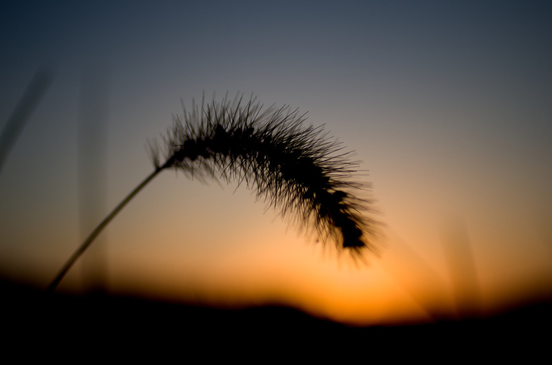 nature, sunset, grass, japan, Carl Zeiss, back Lit, sky, pentax  k-30, silhouette, foxtail, 4K, ZK, tokyo, T* 2, autumn