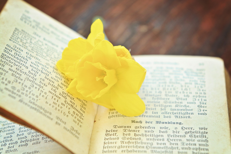 jesus Christ, petal, 5K, church, religious Text, old, bible, god, flowering plant, paper, western script, focus on foreground, yellow, spirituality, catholicism