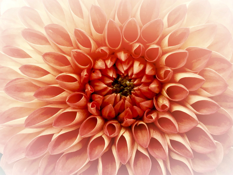 close, inflorescence, thanks, petal, petaled, orange, gratitude, plant, mothers day, valentines day, creation, nature, freshness, poster, no people, give
