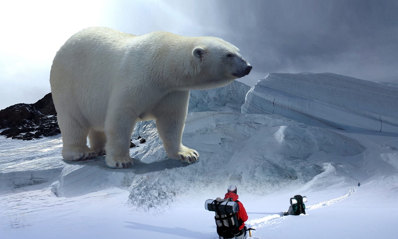 photo, polar, white, threat, standing, Polar Bear, animal welfare, cold, cold temperature, beauty in nature, animals in the wild, snow, transience, adventure