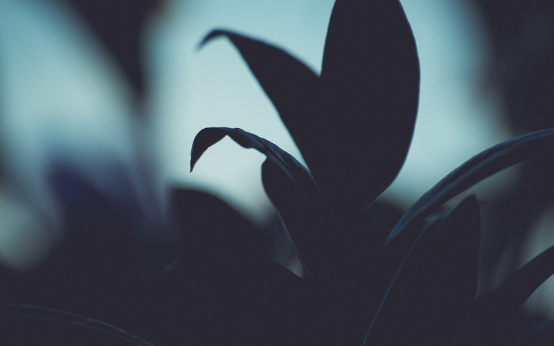 leaves, plants, outdoors, silhoutte, flower, beauty In Nature, decoration, nature, leaf, vulnerability, plant, 2K, photography, fragility, no People, focus on foreground