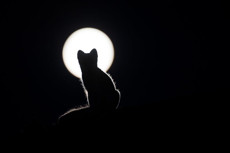 human Finger, representation, one animal, illuminated, people, moon, dark, nature, sky, light - Natural Phenomenon, silhoutte, black background, animal