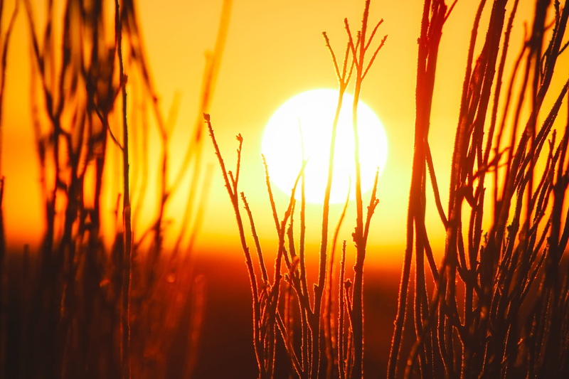 springtime, vibrant color, outdoors, scenics - nature, romantic sky, 1080P, bright, no people, sunset, summer, grass, silhoutte, plant, landscape, sunlight