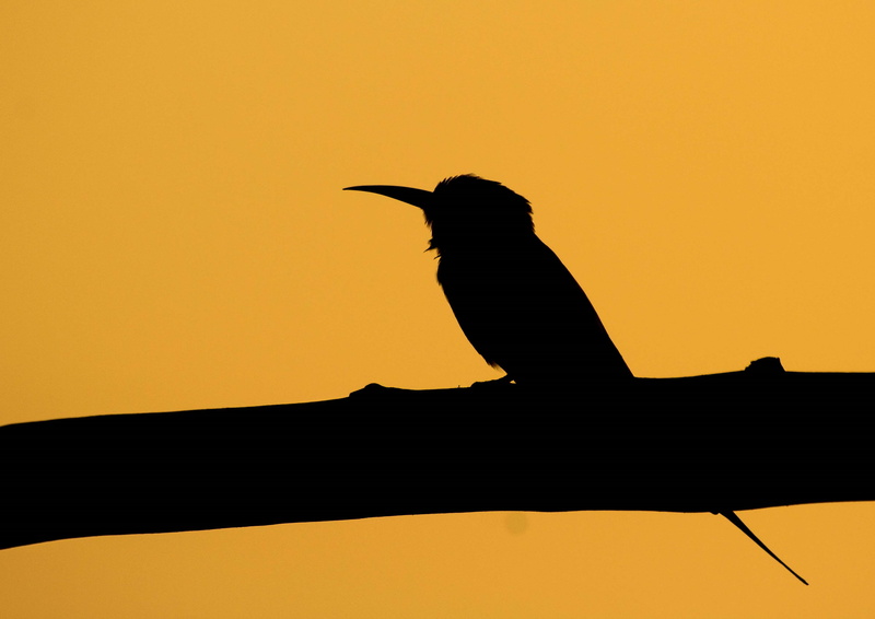 full length, side view, animal wildlife, bird, vertebrate, orange color, one animal, 4K, animal themes, branch, animals in the wild, outdoors, animal