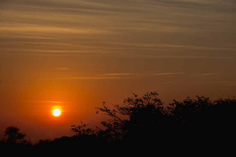 plant, growth, silhoutte, sky, orange color, sunset, cloud - sky, sunlight, romantic sky, tranquil scene, beauty in nature, tree, sun, outdoors, 5K, no people