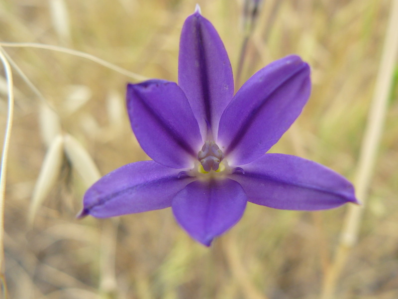 Riverside County, orchid, purple, nature, thread, Orange County, purple flower, summer, petal, plant, Brodiaea filifolia, flower, southern California, flower Head