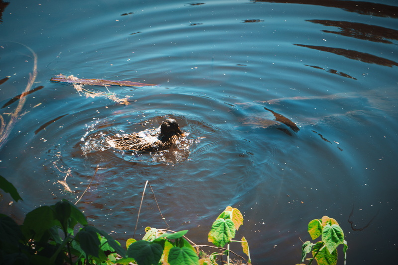 united states, turtle, la, duck, arboretum, marine, lake, los angeles, rippled, botanical, trees, swimming, animal, day, los angeles county arboretum and botanic garden