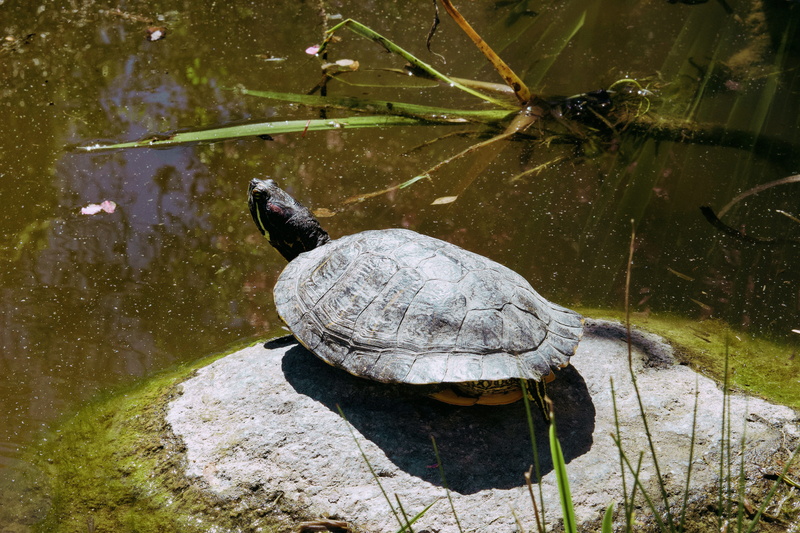 marine, arcadia, solid, animal themes, reptile, one animal, shell, 5K, water, garden, turtle, plant, vertebrate, los angeles county arboretum and botanic garden