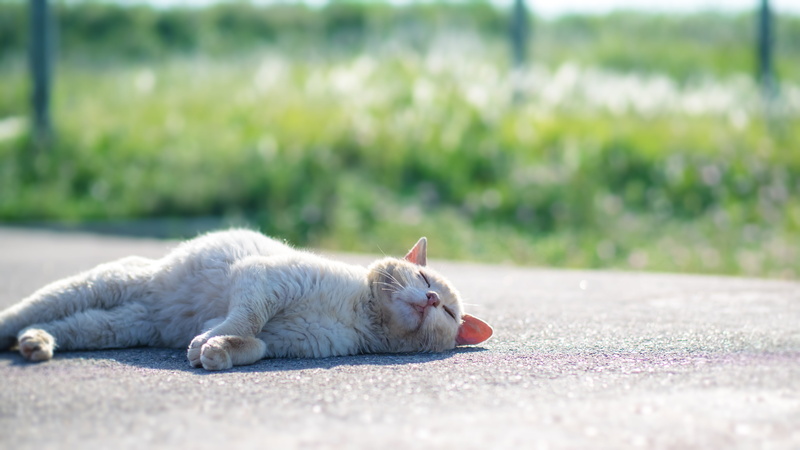 animal, light, white, ネコ, road, Japan, onigiri, lying, cat, 4K, OM, Olympus, outdoors, concrete, mammal, concrete road, sun light, daytime, nature, M1