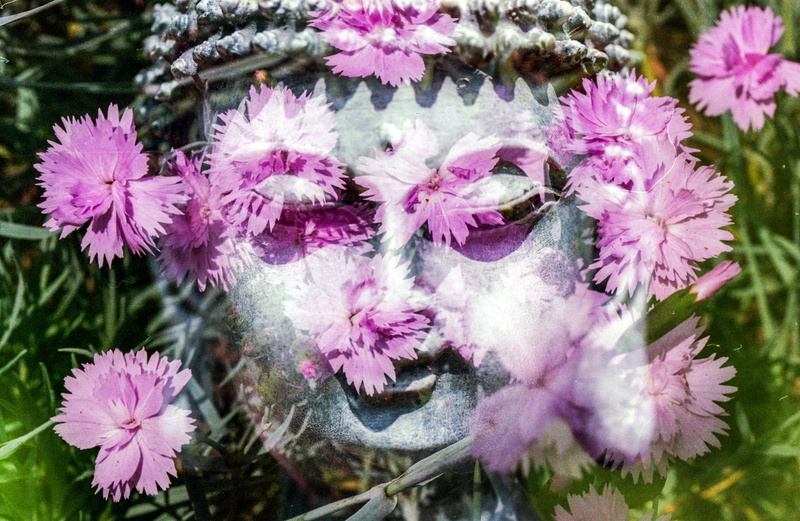 buddhist, peace, inflorescence, Buddhism, plant, mystic, oriental, zen, health, nature, springtime, chakra, mystical, meditation, flowering plant, macro