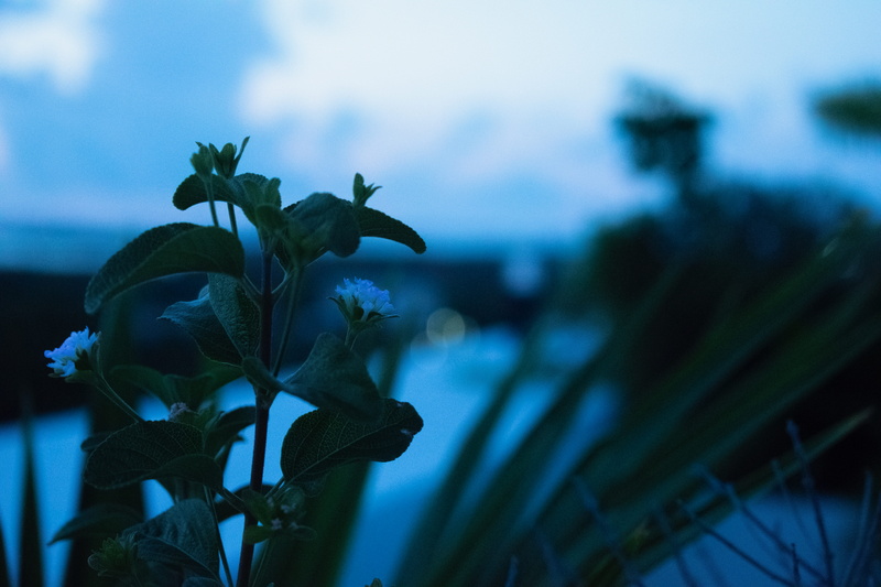 close-up, plant, tranquility, Bello, beauty in nature, Beautifull, no people, Cancun, 5K, Beauty, day, selective focus, growth, Flores, inflorescence