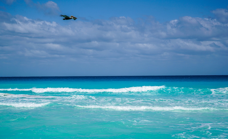 horizon, scenics, vertebrate, sport, travel, Cancun, travel Locations, no people, 5K, Mexico, beauty in nature, animal, wave, summer, coastline, Beach