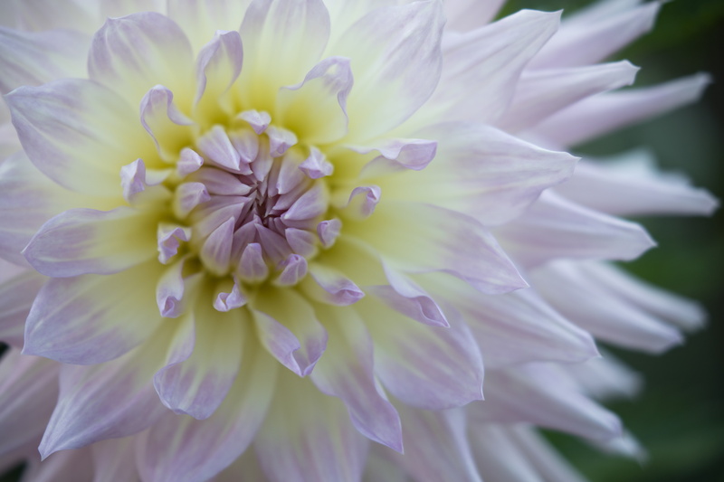 5K, II, white, 6L, closeup, USM, dahlia hill, two-tone, mi, michigan, flower  garden, delicate, Canon EOS 5D Mark IV, flower, multi, dahlia, petaled, midland