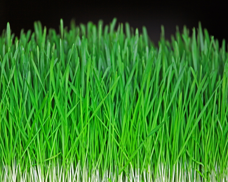 Roots, Tis, nature, 4K, Mow, Seattle  Washington, Green  Grass, backgrounds, grass, green Color, plant, Pike  Place  Market, growth, freshness, green
