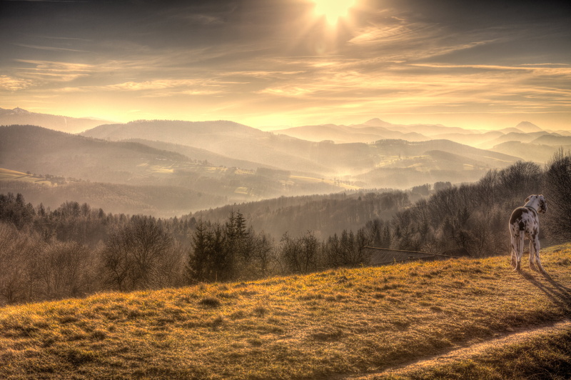 orange, Canon  EF, summer, mountain, nature, outdoors, Österreich, Dog, sky, autumn, dane, sunrise - Dawn, nebel, under the sun, forest, mountains, cliff