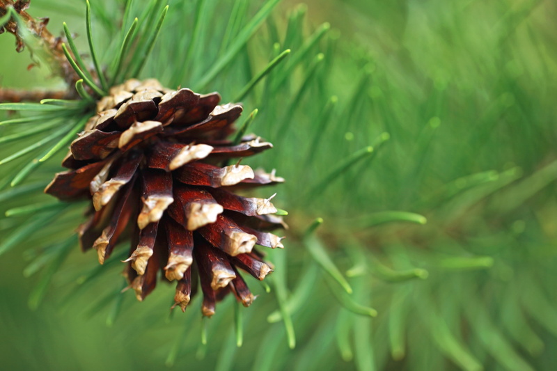 Charles  Lamb, Nature, Green  Earth, Charles Lamb, Quote, pinecone, Needles, red, 5K, coniferous Tree, Canon  EOS  5D  Mark  II, Oregon  Garden, Silverton