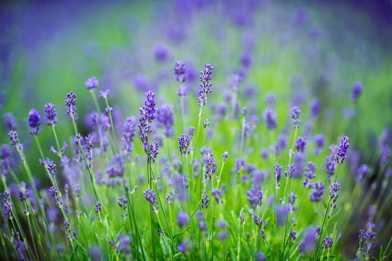 plant, Stockholms län, daytime, Conservatory, SE, Flower, outdoors, Canon EF, Bergianska trädgården, USM, Stockholm, Sweden, purple, Bergianska  trädgården