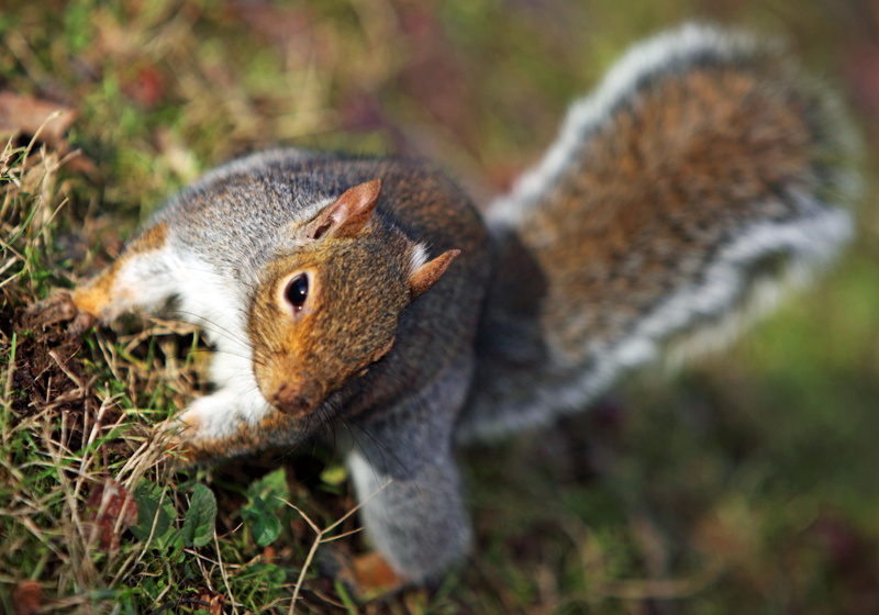 Downtown, forest, top, Close  Up, DOF, outdoors, rodent, green, Me, Canon  EOS  5D  Mark  II, wildlife, green grass, black squirrel, cute, black, Salem  Oregon