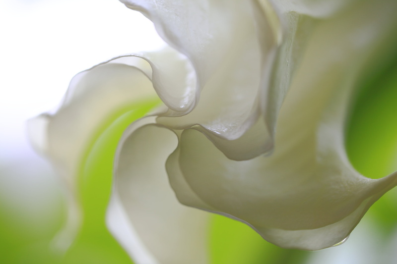 f/2, USM, macro, taxonomy, Datura arborea, hi-res, Moonflower, 花, macro photography, 5D  Mark II, 5K, arborea, binomial, photography, Datura  arborea