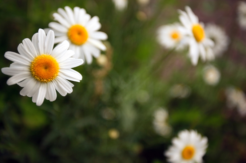 springtime, freshness, Willamette  River, nature, Canon  EOS  5D  Mark  II, petal, up, close-up, yellow, Bokeh, Wild, 5K, daisy, green Color, summer, outdoors