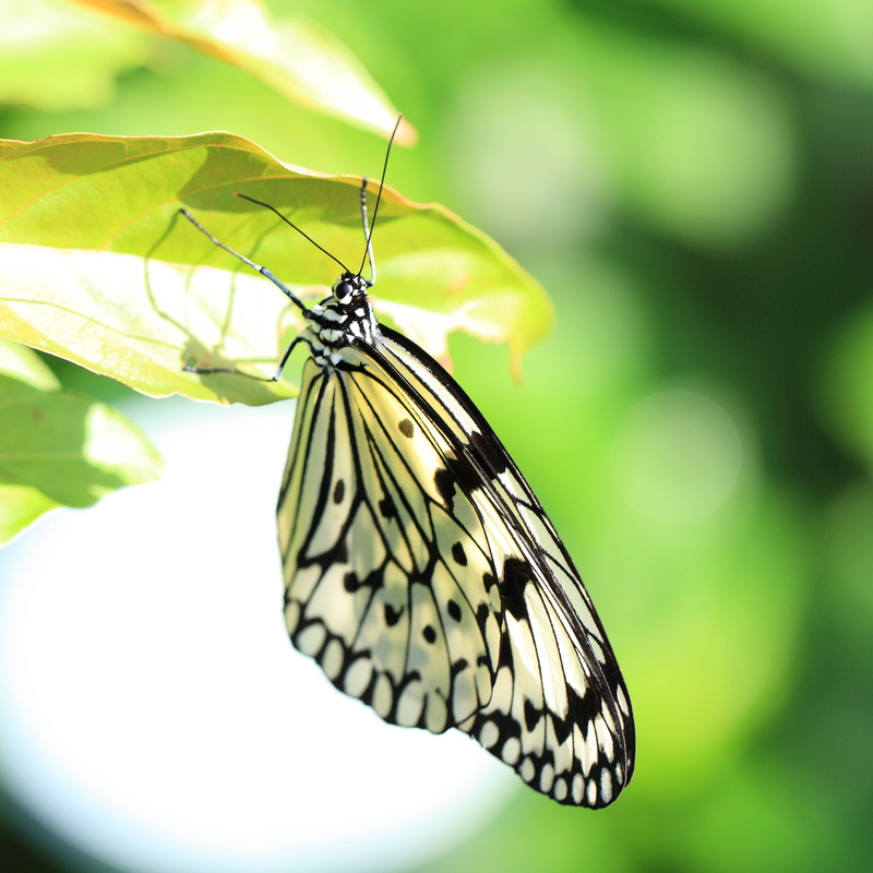 leuconoe, Idea leuconoe, black, 蝶, yellow, wildlife, Gunma-ken, resolution, hi-res, close-up, summer, butterfly, f/2, idea, beauty In Nature, butterfly - Insect