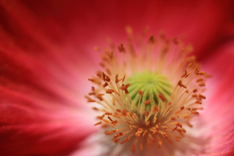 花, 5D  Mark II, papaver, USM, petal, photography, Canon EF, nature, blossom, Corn poppy, Papaver rhoeas, macro photography, macro, flower, Shirley  poppy