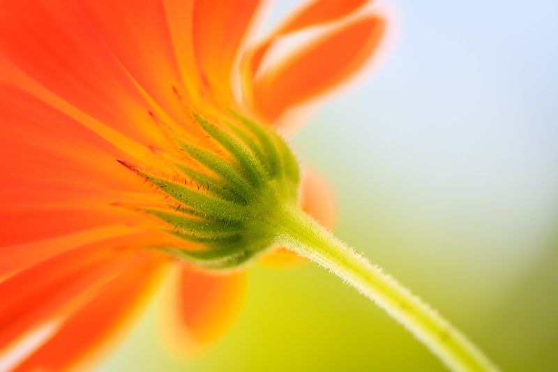 close-up, Sjostrom, SJÖSTRÖM, summer, BLOOMING, plant, Color, petal, shallow focus, focus, Nature, Canon, shallow, Daisy, photograph, yellow, Foto, Photo