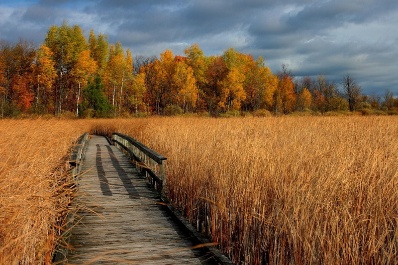 Mer Bleue, Ottawa, yellow, landscape, mer, Club, forest, F/2.8, v10, D70, landscape photography, nature, outdoors, Autumn  Colours, brown, 70mm, HDR, bleue