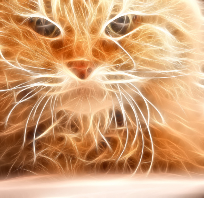 Mikan, animal, Photoshop, fur, flaming, artwork, cat, pets, 70mm, mammal, 2K, Canon  450D, Sigma, domestic Cat